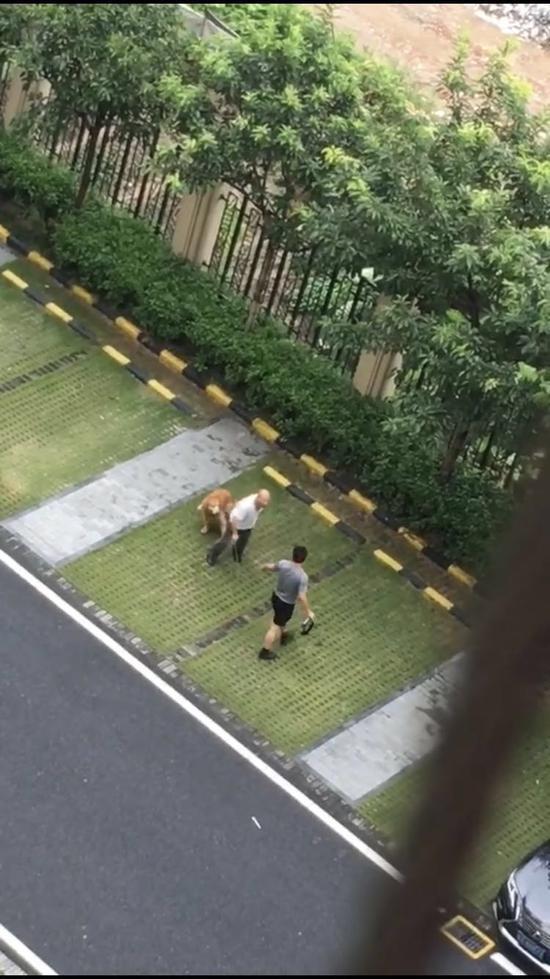 男子打死金毛犬 金毛狗主：父母均住院对方未道歉