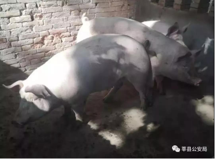 网络娱乐场赌博平台-进博会期间无人机等禁飞,上海公安机关将强化巡查防控确保安全