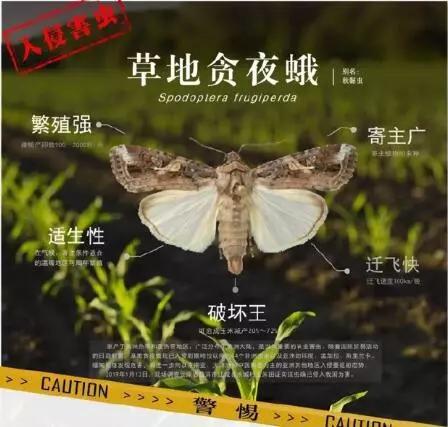 草地贪夜蛾有那些特点?