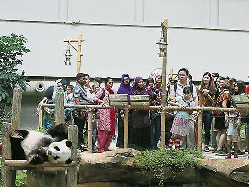 马来西亚民众参观熊猫 图片来自《中国报》