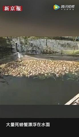江苏洪泽湖万亩大闸蟹因上游污水绝收，大量死螃蟹漂浮在水面。 新京报我们视频截图