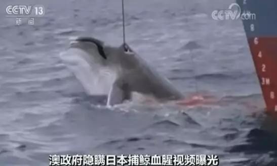 ▲截图来源:央视新闻