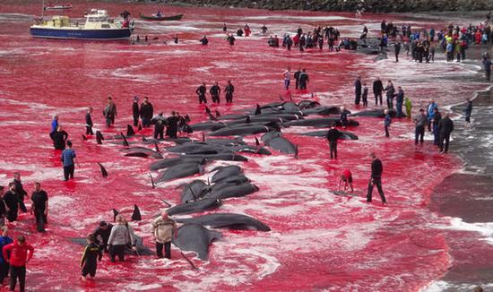 惨不忍睹 法罗群岛百余头鲸鱼遭捕杀海水被染红