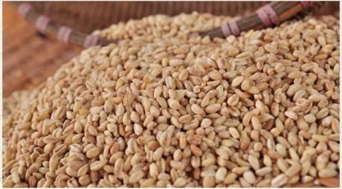 麦仁,看着就不像稻米那么好吃