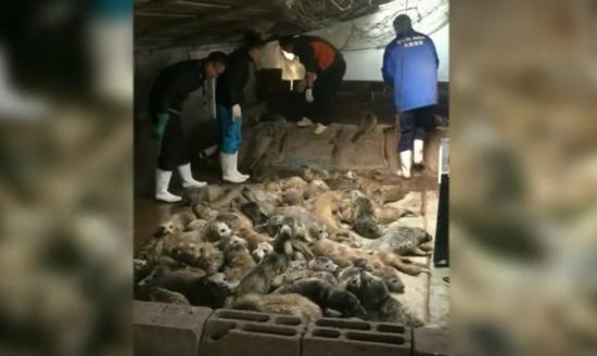 (警方和当地动物保护部门工作人员在藏匿处救出小海豹,CGTN报道截图。)
