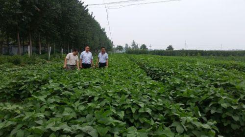 这是秋天的大豆田: