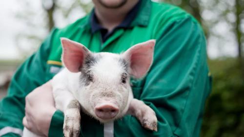 媒体:非洲猪瘟来袭 猪肉还能吃吗?