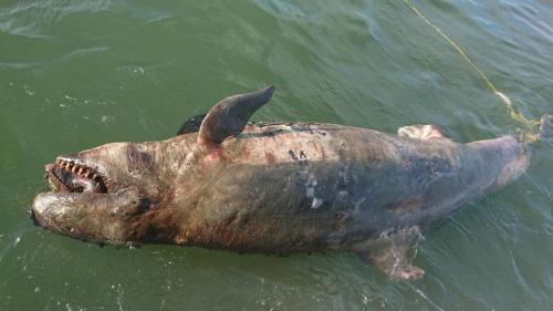 伪虎鲸尸体。台湾《联合报》/嘉义县救难协会供图