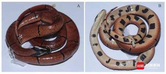 海南华珊瑚蛇正模标本正、腹面观 摘自Peng et al。， 2018