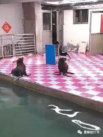 媒体调查海狮非法展演:转借证件成“护身符”