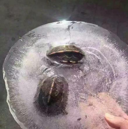 速冻模式开启！上海今中午转阴有雨 傍晚或有小