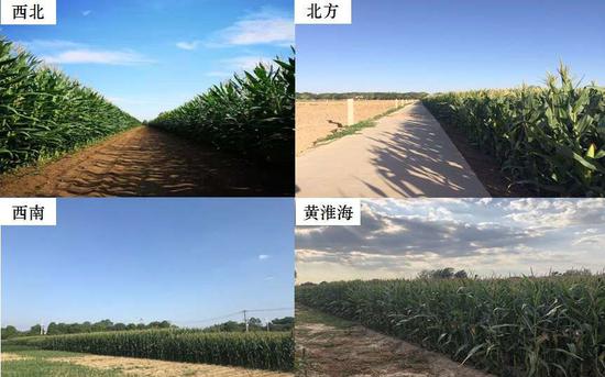 不同区域间，生物量的差异仍然是导致玉米产量差异的主要原因。中国农科院供图