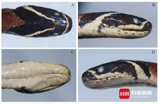海南华珊瑚蛇正模标本头部细部特征 摘自Peng et al。， 2018
