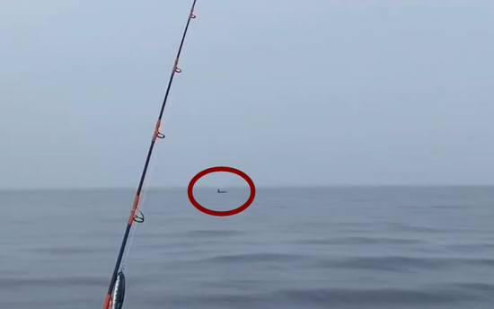 罕见!辽宁海域现成群大型海兽 在海中弓身而行