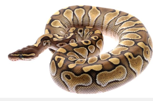 受一万点惊吓 女子睡醒睁眼发现床上有条蟒蛇(图)