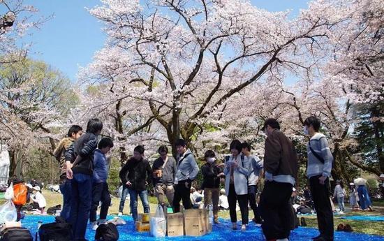 正在樱花树下准备聚餐的日本年轻人