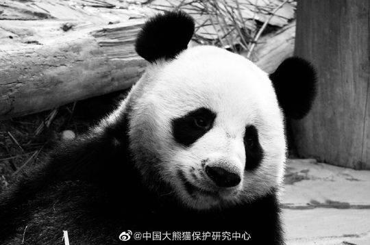旅泰大熊猫死亡 保育员:就像自己的孩子去世一样