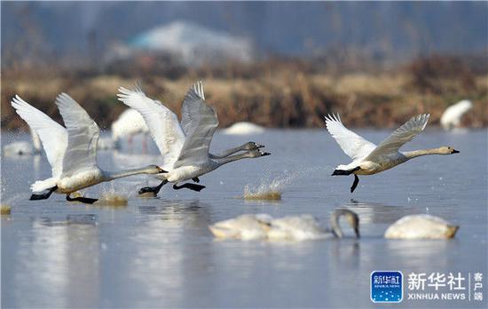 ↑候鸟在位于鄱阳湖畔的五星农场境内飞翔（1月11日摄）。新华社记者 万象 摄