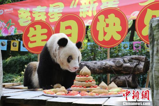图为“新星”准备享受美味的“生日蛋糕”。　重庆动物园供图 摄