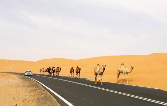 阿联酋利瓦沙漠公路上的驼队。新华社记者 李震摄