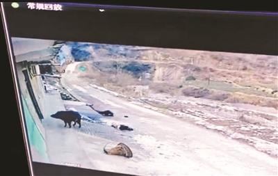 中国新闻网:200斤野猪行凶致村民1死1伤 特警赶到后将其击毙