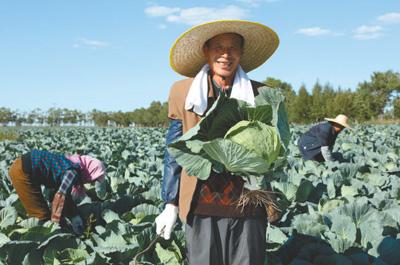 康巴诺尔康师傅蔬菜基地喜获丰收。资料图片