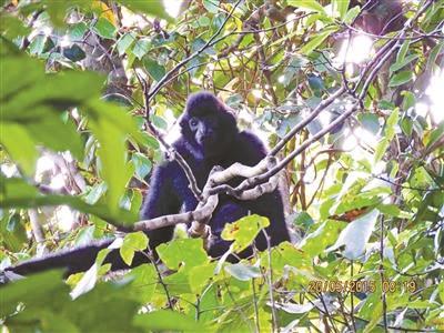 海南长臂猿一生中要变换几次颜色，几乎从不下树