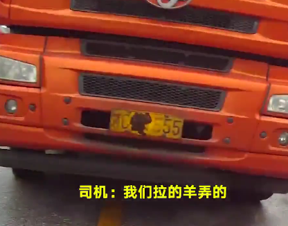 重庆晨报:司机用羊粪挡车牌还甩锅给羊 交警：我又不是傻子