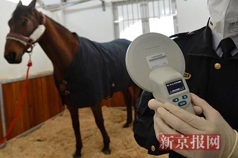 馬身上植入了身份晶片,用專用儀器掃描能顯示該馬的信息。新京報記者 王嘉寧 攝