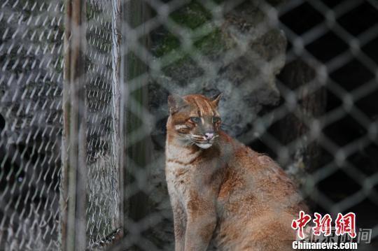 杭州动物园的金猫为华南亚种。该亚种分布于中国东南部，和指名亚种一样全身单色调，但身材更为壮硕，颈下和腿内侧多斑纹。摄影师孙戈于2016年7月在杭州动物园拍摄。图片来源见水印，下同