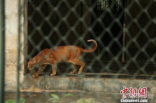 2014年11月在广州动物园拍摄的肌肉虬张的金猫。
