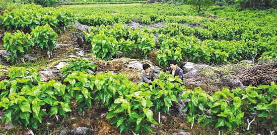 黔江区濯水镇双龙村蚕桑基地。蚕桑产业不仅改善了当地石漠化面貌，还成为农民脱贫增收的重要产业。 特约摄影 杨敏