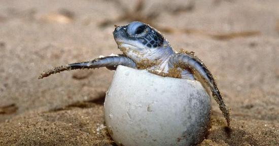 ▲绿海龟幼崽的性别由孵化时的温度决定   图据网络
