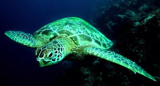 ▲澳大利亚绿海龟 图据路透社