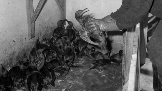 ▲英国康沃尔郡锡利群岛附近海域数以万计的海鸟死亡(图自:BBC)