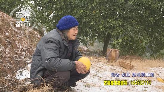 澎湃新闻:老太救白血病外孙女十里山路卖柚子 每天两顿红薯