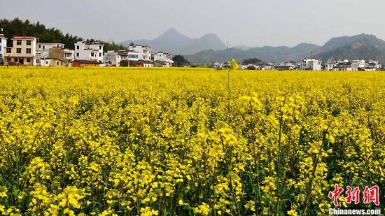 资料图:“中国最美乡村”江西婺源油菜花海。戴向阳 摄