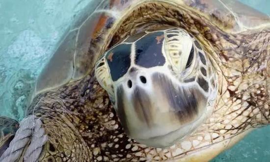 ▲在大堡礁，雌性在绿海龟中所占比例极高  图据澳大利亚WWF