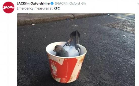 一位牛津郡网友发出搞笑照片,称肯德基因为鸡肉供应不足,临时将全家桶的内容改为鸽子肉。