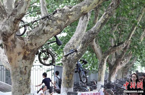 图为自行车挂上树。泱波 摄
