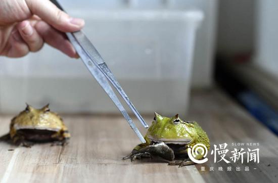 看见小鱼,角蛙一口就咬了下去。