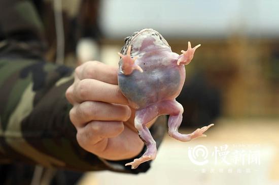 南美角蛙变异种的肚皮是透明的，这是李舒养都最贵的蛙。