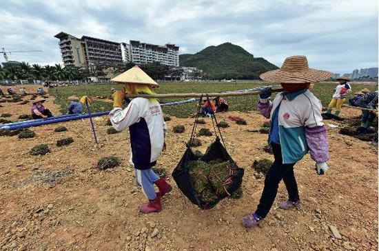1 月 19 日,海南省三亚市小洲岛项目工地正在进行生态复绿。图/ 中新