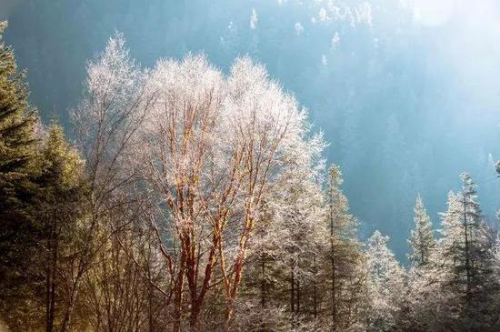 ▲在长海边，白雪如同轻纱笼罩在红桦林上，晶莹剔透。（图自新华社）