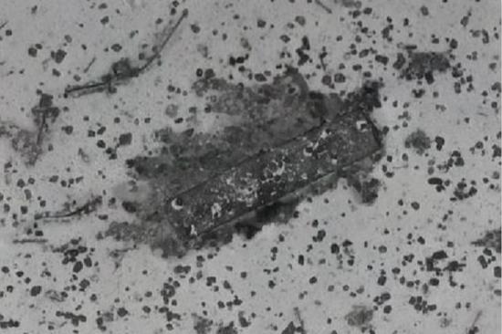 1518338637478723.jpg MH370搜索船发现神秘物体。(图片来源:英国《每日快报》)