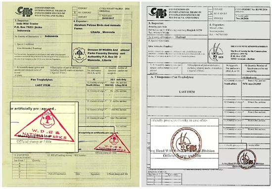 ▲卡勒德提供的许可证（右）与易卜拉希马提供的许可证（左） 图据BBC