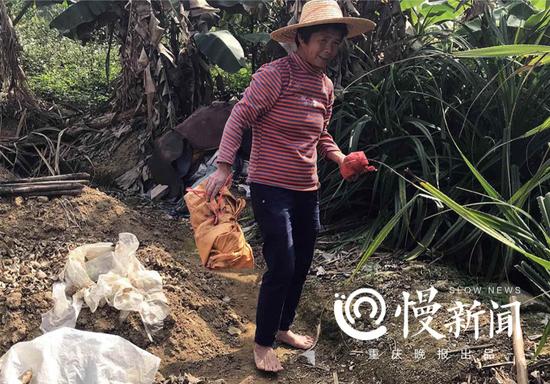 虽然分了红,但日子还是得踏踏实实的过。图为村民赤脚下田劳作。