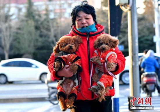 2月11日,河北石家庄一市民为两只爱犬穿上了喜庆的“红棉袄”出行。中新社记者 翟羽佳 摄