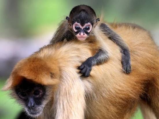 环球网:澳动物园迎蜘蛛猴宝宝降生 系16年来首只(图)