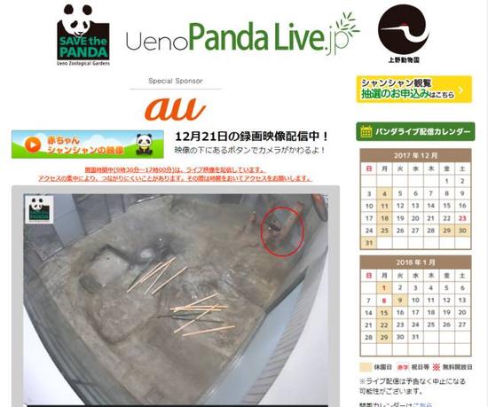▲12月21日下午4时,通过上野动物园的直播窗口看到的香香(红圈中)
